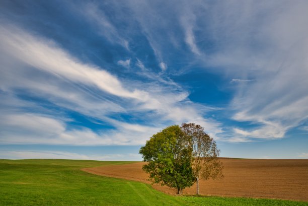 草地上的树图片下载