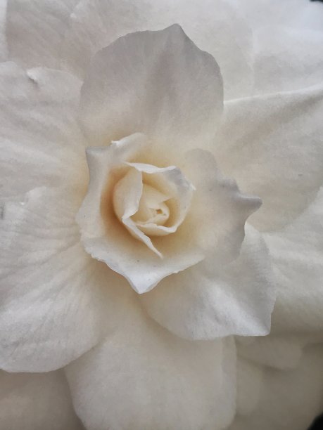 白色山茶花花图片下载