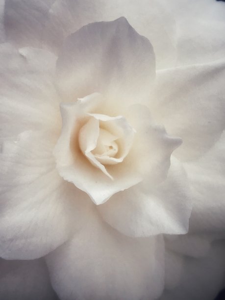 白色山茶花花图片下载