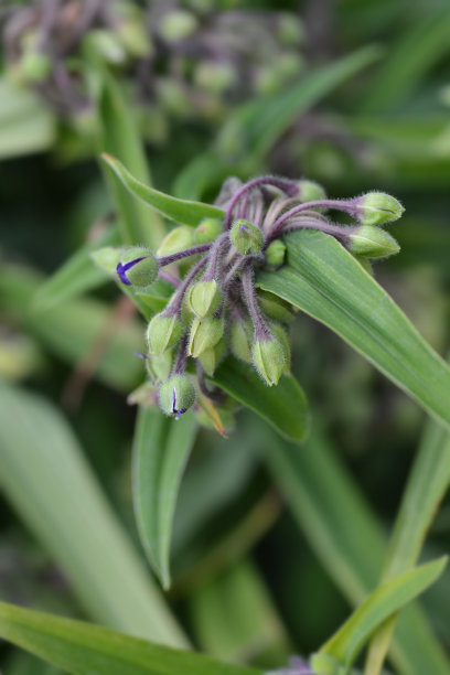 紫露草属花蕾图片下载