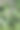 紫露草属花蕾图片下载