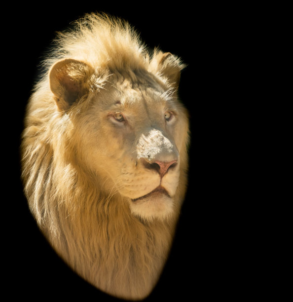 黑色背景中的狮子的脸图片下载