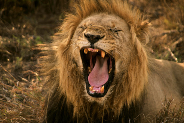 狮子吼图片下载