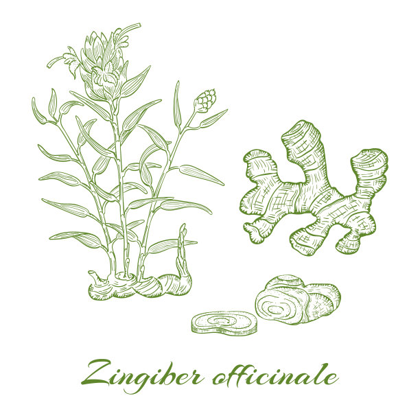 等高线手绘灌木姜和它的根图片下载