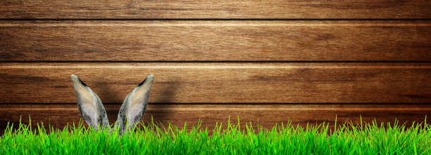 有趣的复活节兔子。复活节节日快乐概念。图片下载