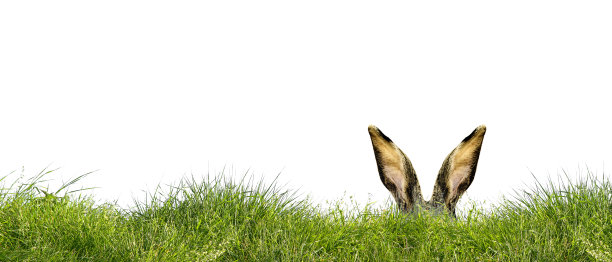 有趣的复活节兔子。复活节节日快乐概念。图片下载
