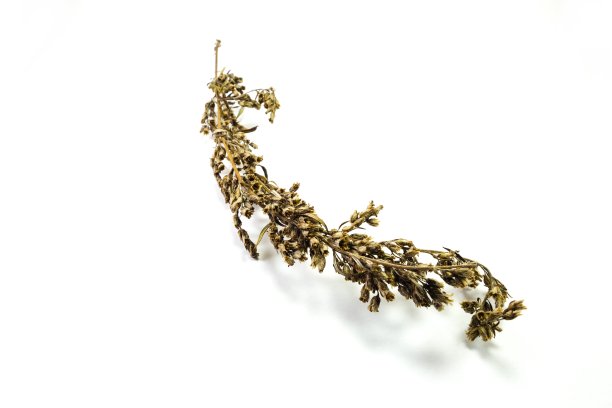 分离于白色上的干仙果图片下载