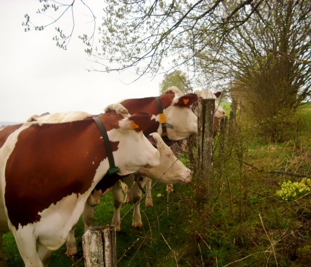 草地上的一群牛图片下载