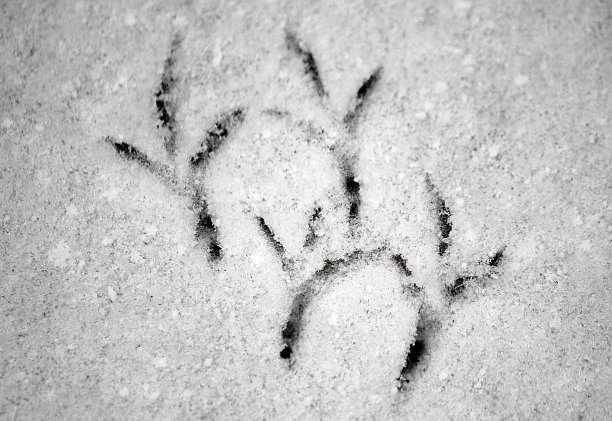 雪地上的鸟迹图片下载