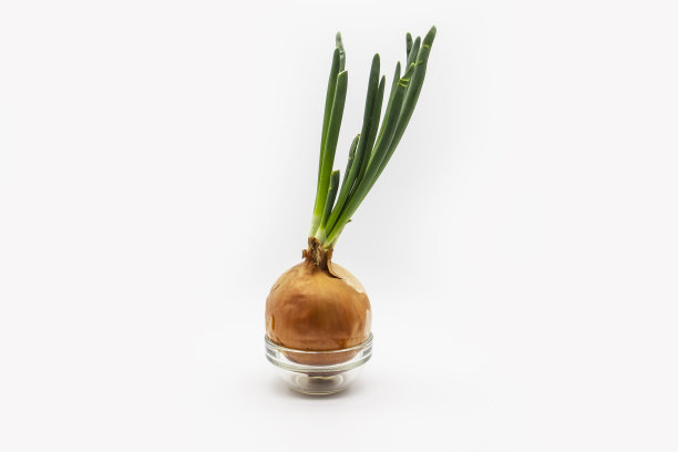 在家孤立地在白色背景中种植青葱。在玻璃盘子上放葱。不含转基因的健康天然蔬菜图片下载