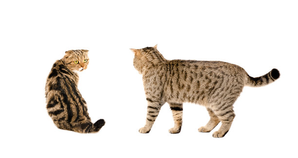 两只猫在一起图片下载