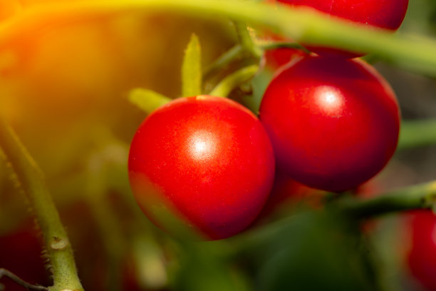 有机番茄、水果、蔬菜图片下载