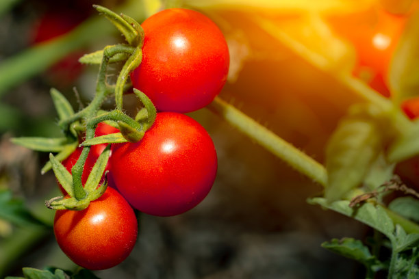 有机番茄、水果、蔬菜图片下载