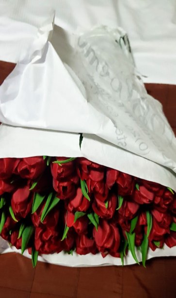 郁金香图片下载