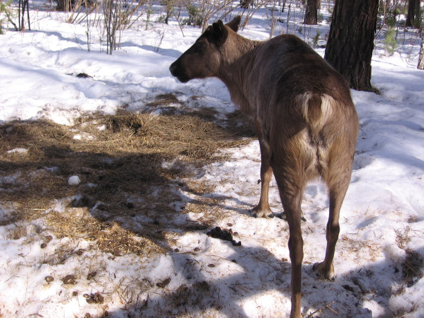野鹿是春天森林里的动物图片下载