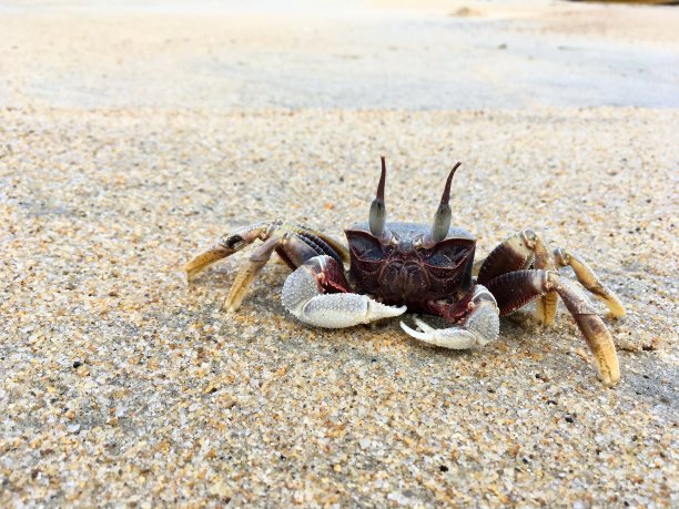 Horn-eyed鬼蟹图片下载