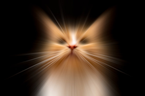 姜猫的抽象肖像图片下载