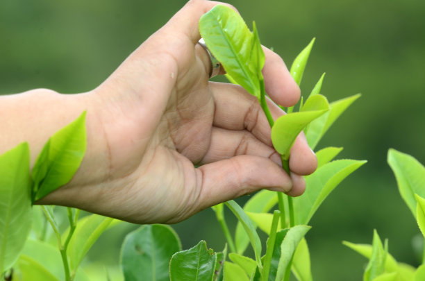 手工采摘茶叶的细节图片下载