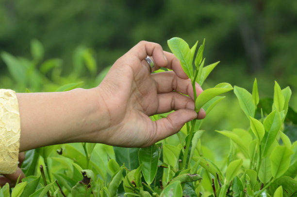 手工采摘茶叶的细节图片下载
