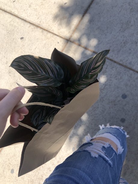 把室内植物搬回家图片下载