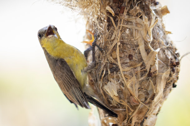 紫色太阳鸟(雌)在自然背景的鸟窝中喂养幼鸟的图片。(Cinnyris asiaticus)。鸟。动物。图片下载