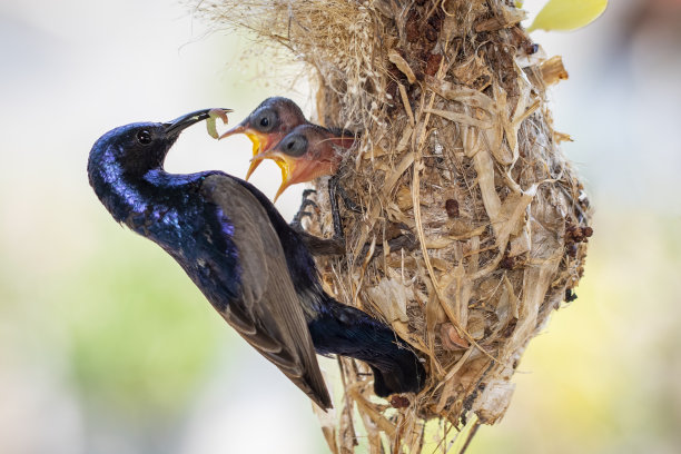 紫色太阳鸟(雄性)在自然背景的鸟窝中喂养幼鸟的图片。(Cinnyris asiaticus)。鸟。动物。图片下载