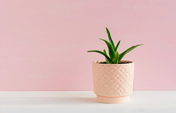 粉红花盆中的芦荟观赏植物。极简主义的概念。特写镜头。图片下载