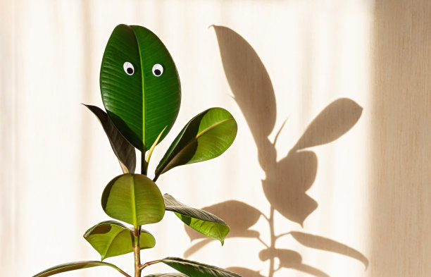 弹性植物榕树、橡胶树背景上的一面墙。树叶上瞪着的眼睛。墙上的影子。图片下载