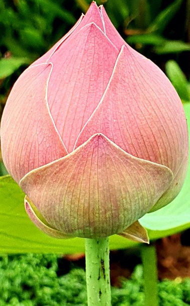 花园里盛开着一朵粉红色的荷花图片下载