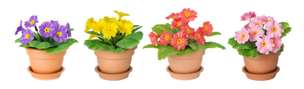 一套樱草花室内植物图片下载