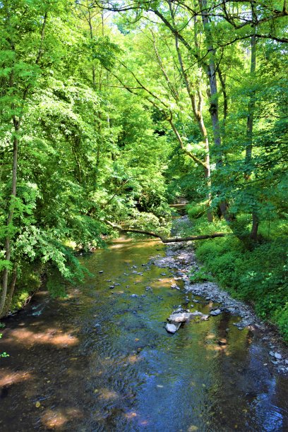 绿色的森林，树木和溪流图片下载