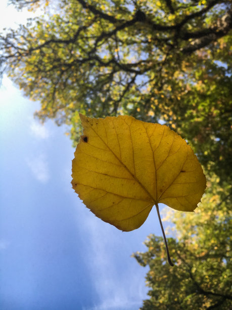 一片黄叶，前面是一棵绿树和蓝天图片下载