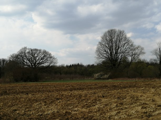 两棵高大的古树=都是自然保护区纪念碑图片下载