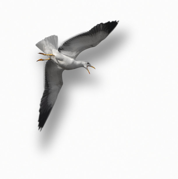 白色的尖叫海鸥，带有3d效果图片下载