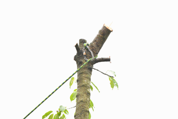 绳子在树上。在树上爬山。在树梢上的一卷电缆图片下载