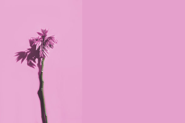 布什分支的背景。图片下载