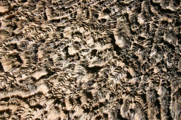 珊瑚模式图片下载