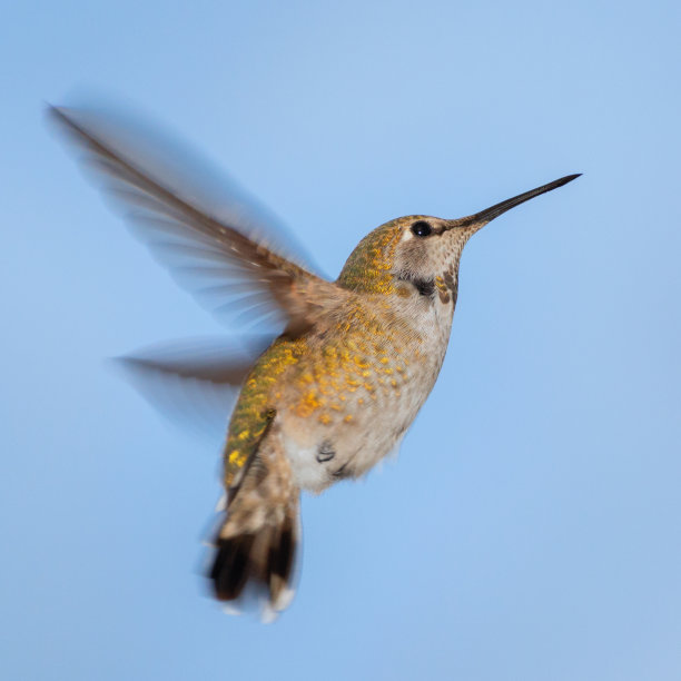 安娜的蜂鸟图片下载