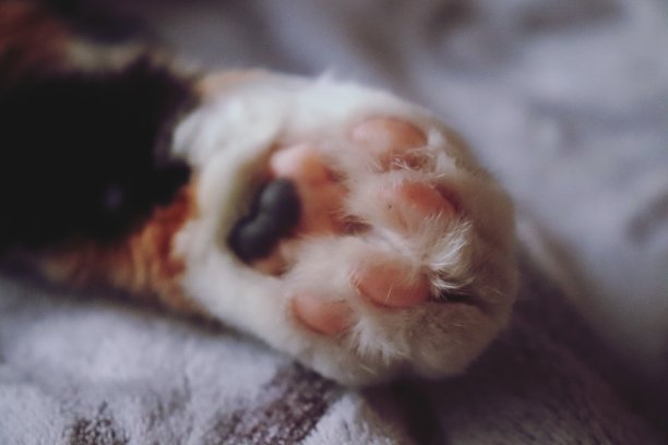 Glückskatze图片下载