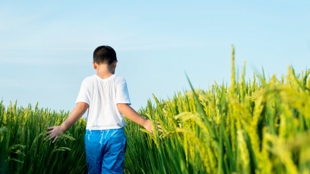 小男孩在稻田里散步图片下载