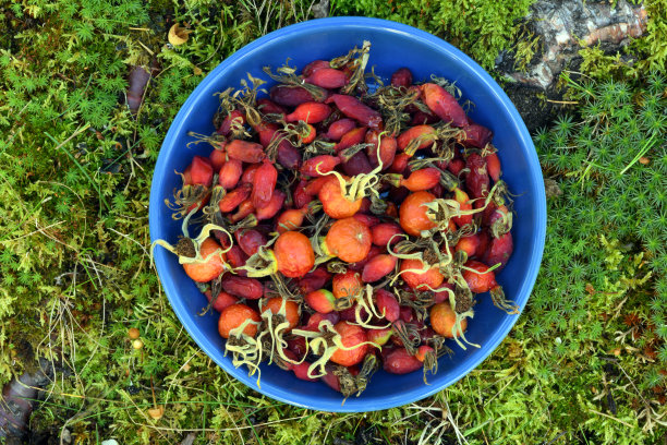 野生玫瑰果，阿拉斯加图片下载