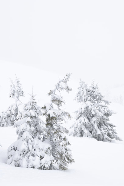 在一个阴天下雪的挪威山区滑雪场，白雪覆盖着树木图片下载