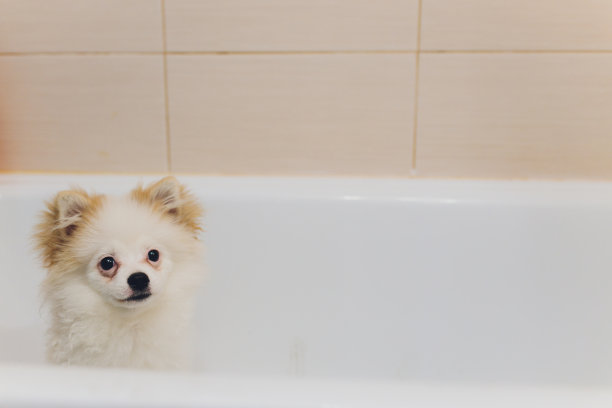 小狗狗在洗澡。图片下载