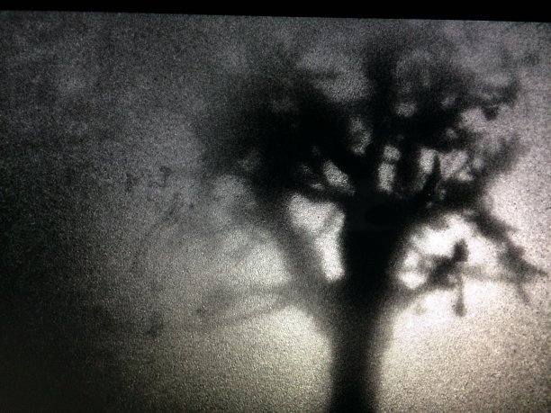 树的轮廓图片下载