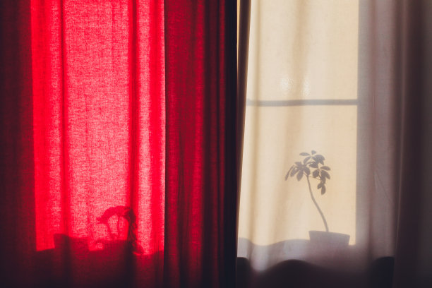 百叶窗后面是室内植物的剪影，前景是一朵花。图片下载