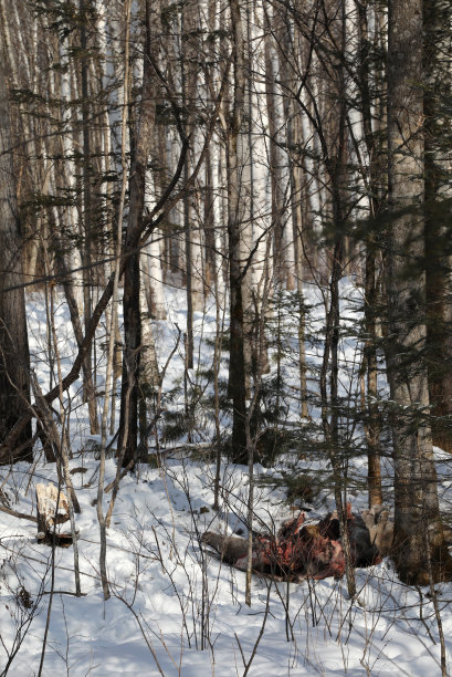 西伯利亚雪地森林中的驯鹿尸体图片下载
