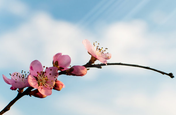 背景是桃花和蓝天。贺卡图片下载