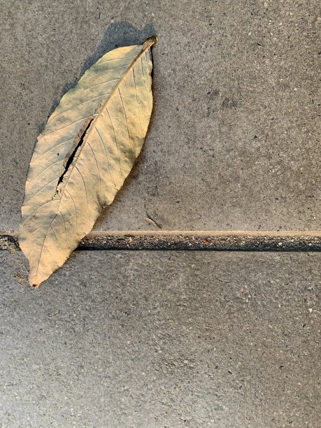 特写干叶的背景。美丽的背景。图片下载