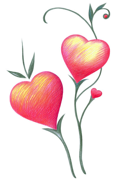 心在绿色的树枝上孤立在白色的背景上。素材图片