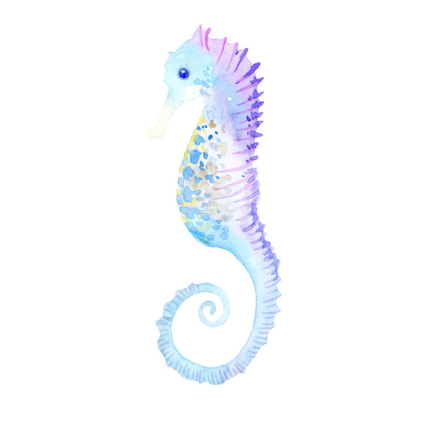 海马，水彩插图孤立在白色图片下载